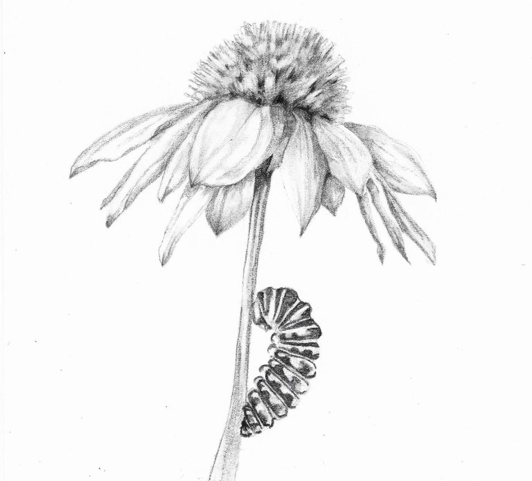 Botanical drawing classes Whitstable