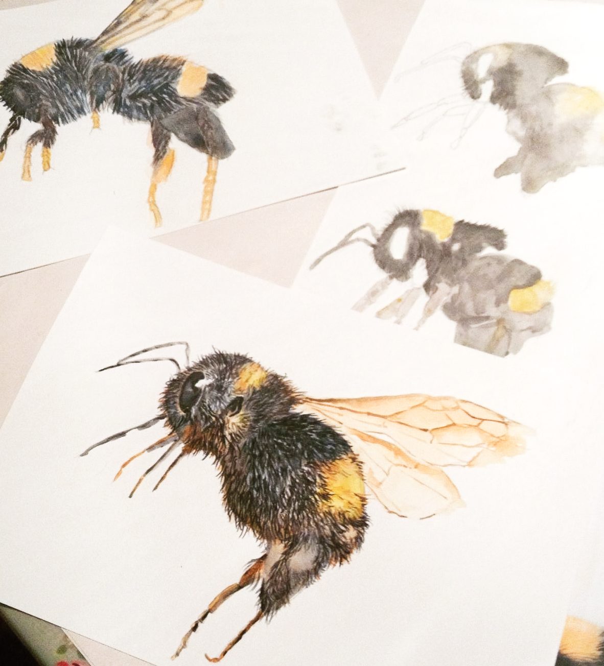 Shell Drawing Class and Courses 